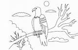 Burung Sketsa Elang Broonet Mudah Seringkali Dijadikan Simbol Sehingga Populer sketch template