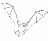 Bat Brown Big Coloring Bats Pages Drawing Printable Categories Getdrawings sketch template
