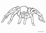 Spider Coloring Pages Printable Cool2bkids Kids sketch template