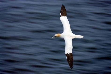 gannets flight tracked  real time    time   focusing  wildlife