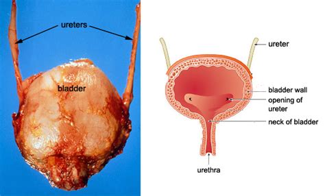 bladder