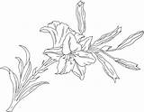 Lily Flower Coloring Lilium Pages Printable Drawing Designs Lilies Printables Book Supercoloring Color Flowers Gif Tattoos sketch template