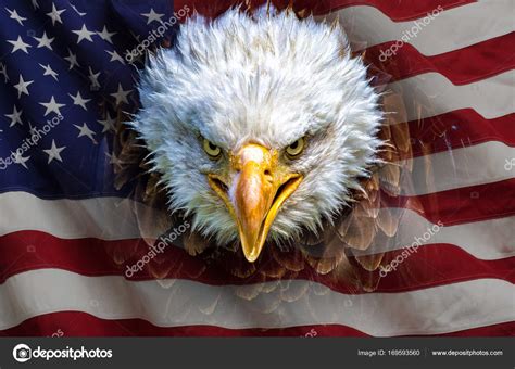 an angry north american bald eagle on american flag
