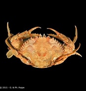 Afbeeldingsresultaten voor "portunus Pubescens". Grootte: 175 x 185. Bron: www.crustaceology.com