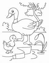 Duck sketch template