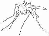 Mosquito Coloring Animals Printable Drawing Pages sketch template