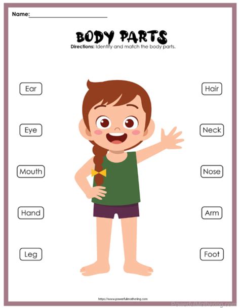label  body parts worksheet education  label  body parts