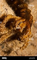 Afbeeldingsresultaten voor "opheodesoma Grisea". Grootte: 128 x 206. Bron: www.alamy.com