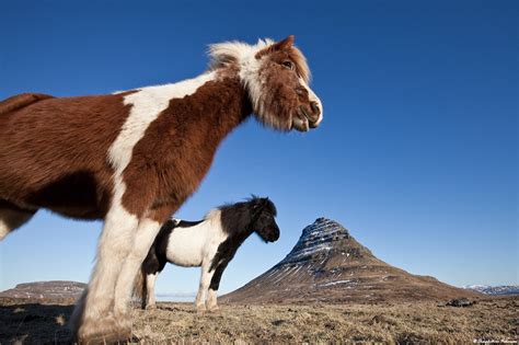 relative size theory icelandic horses  grundarfjoerdu flickr