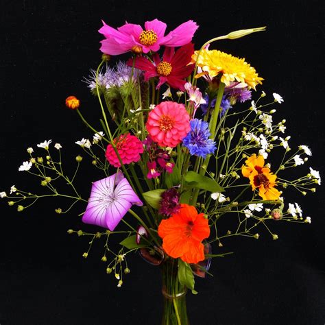 images petal color colorful flora wildflower cornflower bright wildflowers