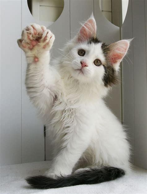 polydactyl maine coon      catsorg