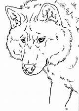 Wolfdog Designlooter Simensis sketch template