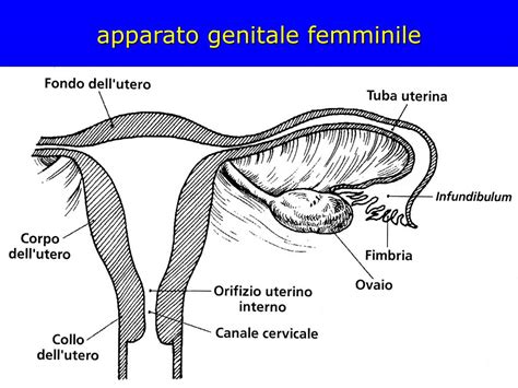 gametogenesi nella femmina  nel maschio powerpoint  id