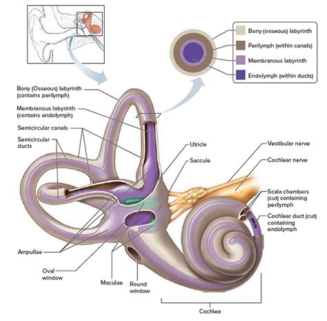 vestibular system anatomy function vestibular system disorders