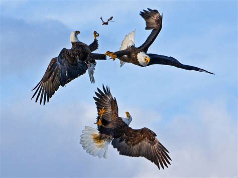 eagle  biggest animals kingdom