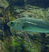 Image result for Moronidae. Size: 172 x 185. Source: fishesofaustralia.net.au
