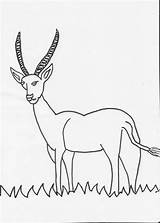 Coloring Animal Herbivore Pages Funny Antelope Sketch Herbivorous Pdf Open Print  Paintingvalley Template sketch template