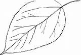 Leaf Poplar Clipart Aspen Leaves Outline Etc Clip Large Line Cliparts Trees Genus Populus Veined Medium Tree Clipground Simple Shape sketch template
