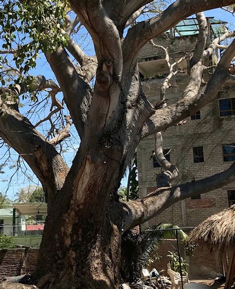 tropical trees  mexico parota kapok  strangler fig