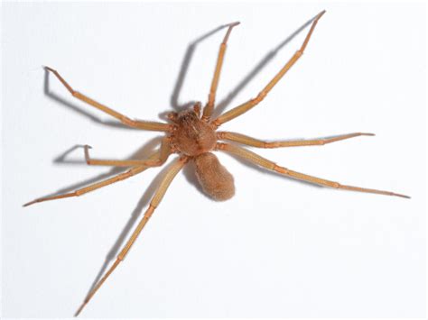 brown recluse spiders control information bites