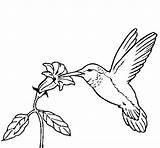 Coloring Hummingbird Flower Colibri Para Coloringcrew Pages Dibujos Pintar Dibujar Imagenes Outline Simple Bird Facil Imagen Hummingbirds Choose Board Con sketch template