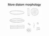 Diatom Diatoms Morphology Bacillariophyta sketch template