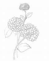 Hydrangea Coloring Drawing Flower Pages Peonies Peony Simple Justpaintitblog Flowers Color Getdrawings Sheets Colouring Leave Colleen Comment June Adult Paint sketch template