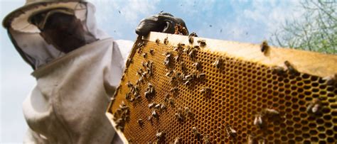 starten met bijen houden zelf bijen houden hoe doe je dat