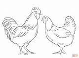Chicken Rooster Coloring Hen Drawing Outline Pages Henne Hahn Drawings Und Printable Fowl Sketch Chickens Fighting Draw Pluspng Supercoloring Penguin sketch template