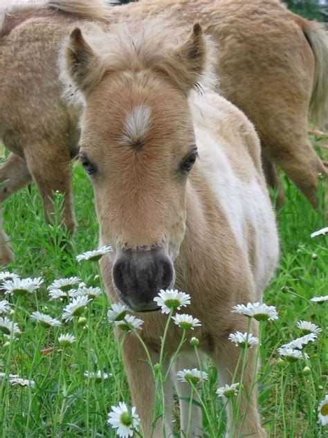 images  cute baby horses  pinterest animals arabian