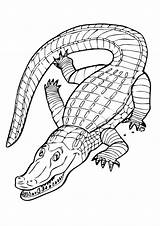 Crocodile Coloring Books Pages sketch template