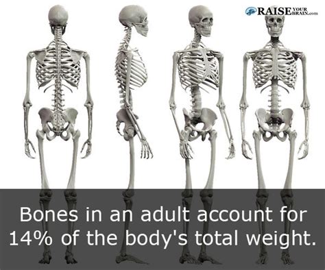 21 Human Body Facts Human Skeleton
