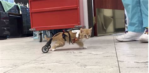 a tiny paralyzed rescued orange tabby kitten rolls around