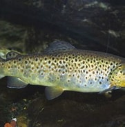 Afbeeldingsresultaten voor trutta trout. Grootte: 181 x 185. Bron: www.uniprot.org