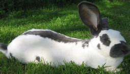 konijnenhoudennl konijnenrassen opvoeding verzorging konijnenrassen