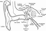Ear Anatomy Human Schematics sketch template