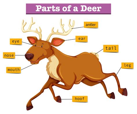 diagram showing parts  deer  vector art  vecteezy