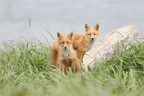 red fox   documented alaska mammal infected  current strain