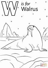 Coloring Walrus Pages Letter Printable Preschool Dot Under Alphabet sketch template
