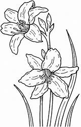 Coloring Daffodil Garden sketch template