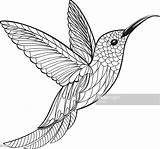 Hummingbird Colibri Colouring Oiseau Istockphoto Kolibrie sketch template