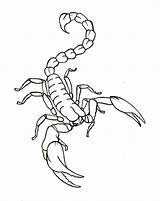 Scorpion Scorpio Drawings Flash Escorpion Sketches Metacharis Alacran Outline Zodiac Tatuaje Scorpian sketch template