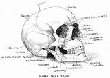 Skull Anatomy Human Study Coloring Drawing Pages Labeled Deviantart Skulls Bones Head Skeleton Drawings Rocks Powell Rob Physiology Sketches Learning sketch template