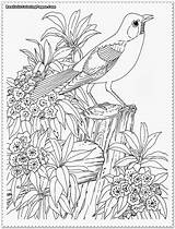Coloring Realistic Bird Pages Tropical Garden Print Book Adult Printable Color Adults Animal Detailed Sheets Drawings Rainforest Template Designlooter Flower sketch template