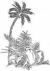 Coconut Coloring Pages sketch template