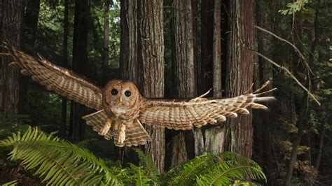 save threatened owl  species  shot  hampshire public