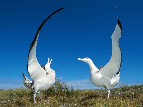 albatross  life  animals