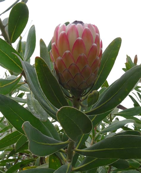 interesting facts  protea flowers flower press