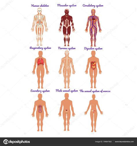 Different Human Organ System Set Muscular Circulatory Respiratory