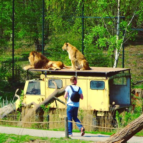 beekse bergen safari resort met je gezin slapen tussen de leeuwen  safari resort